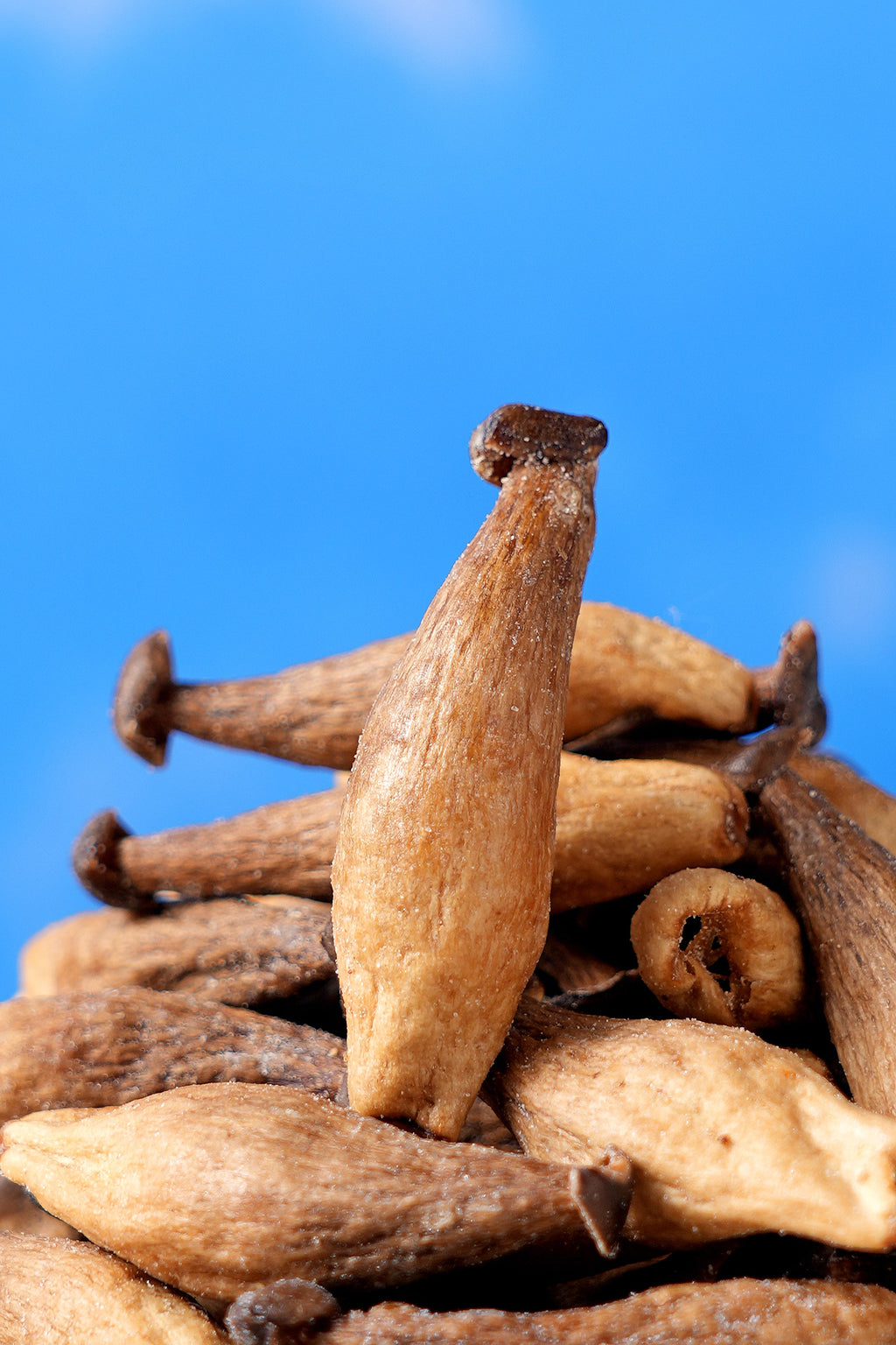 Crispy Chips Antler Mushroom (Sea Salt) 1.4 oz